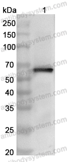 Anti-PEDV N/Nucleoprotein Polyclonal Antibody